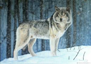 Раскраска волк для детей #27 #1207
