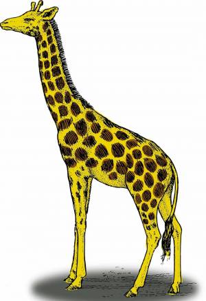 Раскраска жираф для детей #25 #3663