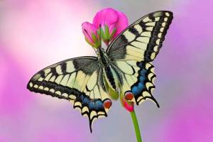 Раскраска бабочка #6 #565