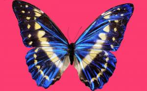 Раскраска бабочка #11 #570