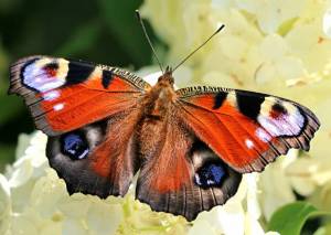 Раскраска бабочка #12 #571