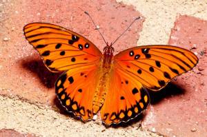 Раскраска бабочка #14 #573