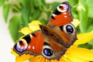 Раскраска бабочка #18 #577