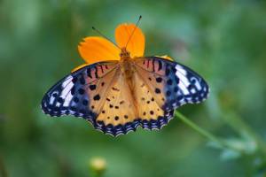 Раскраска бабочка #19 #578