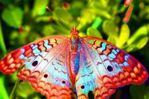 Раскраска бабочка #20 #579