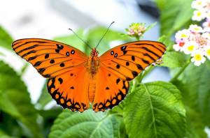 Раскраска бабочка #21 #580