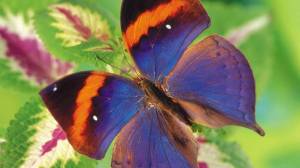 Раскраска бабочка #23 #582
