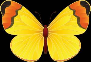 Раскраска бабочка для детей #5 #587