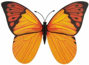 Раскраска бабочка для детей #13 #595