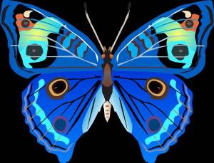 Раскраска бабочка для детей #25 #607