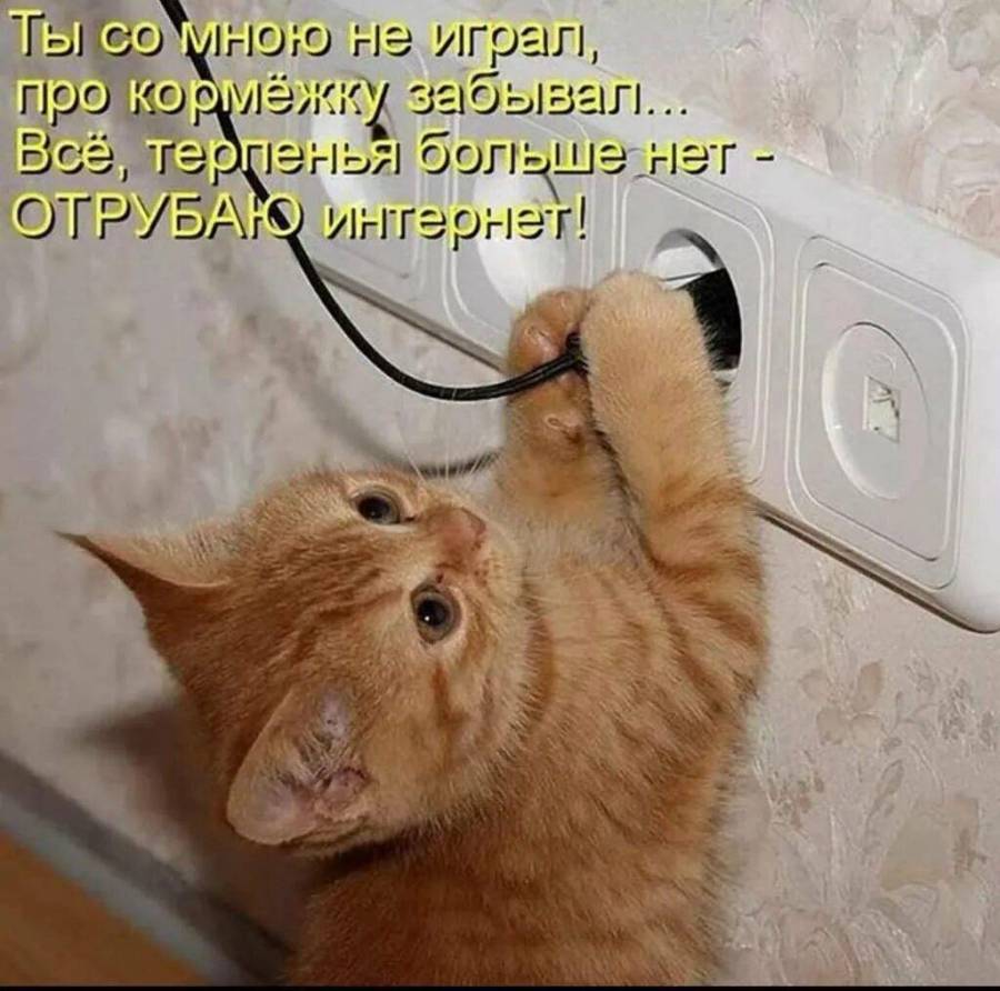 Включи картинки котов