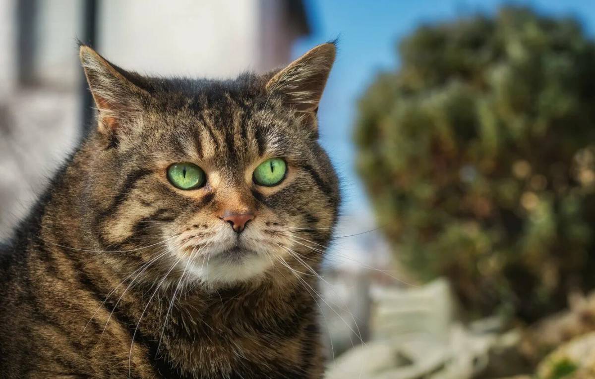 Кот Барсик полосатый. Полосатый кот с зелеными глазами. Кот взгляд. Серая полосатая кошка с зелеными глазами.