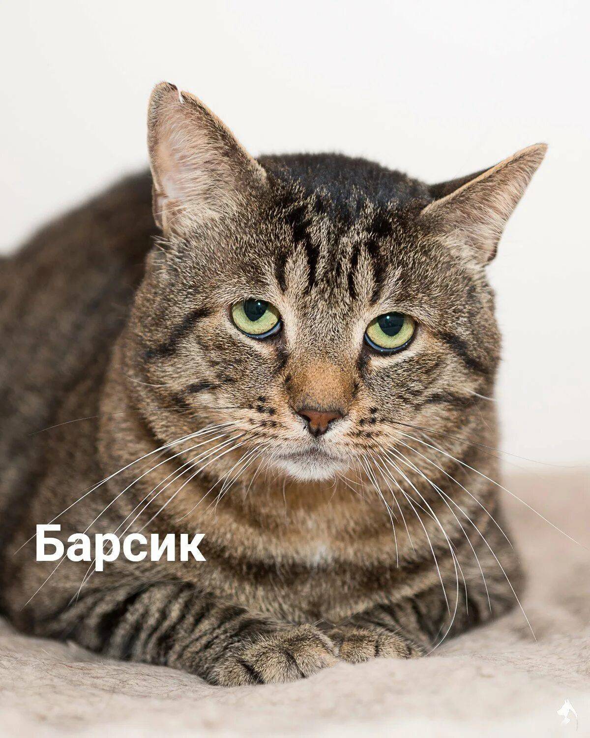 Город барсик. Кот Барсик. Кто такой Барсик. Русский кот Барсик. Кот Барсик фото.