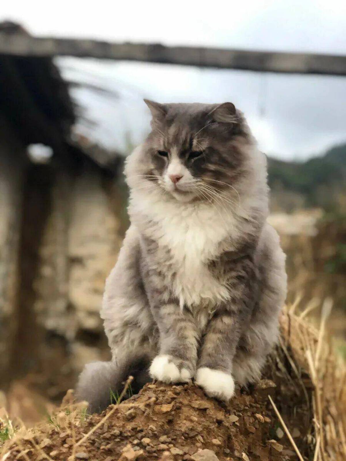 Барсик. Кот Барсик. Барсик кот порода. Барсик Барсик Барсик. Кот Барсик фото.