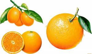 Раскраска апельсин для детей #10 #37767