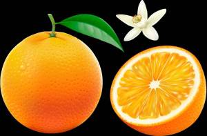 Раскраска апельсин для детей #11 #37768