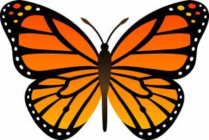 Раскраска бабочка для детей 6 7 лет #9 #38314