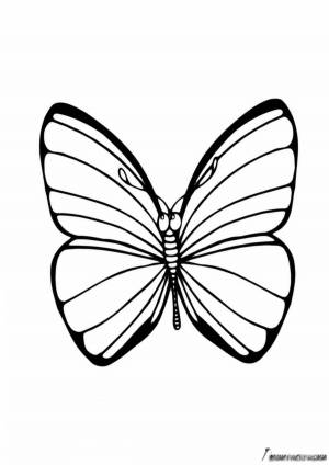 Раскраска бабочка для детей 6 7 лет #21 #38326