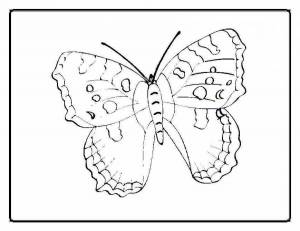 Раскраска бабочка для детей 6 7 лет #34 #38339