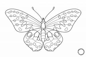Раскраска бабочка для детей 6 7 лет #35 #38340