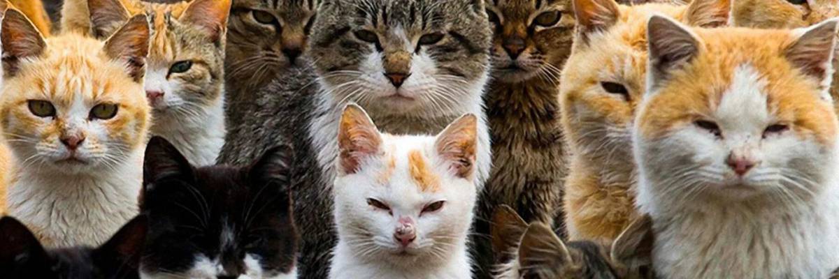 Много котиков. Покажи 7 кошек. Несколько котят. Покажи 7 кошек. Покажи 7 кошек.
