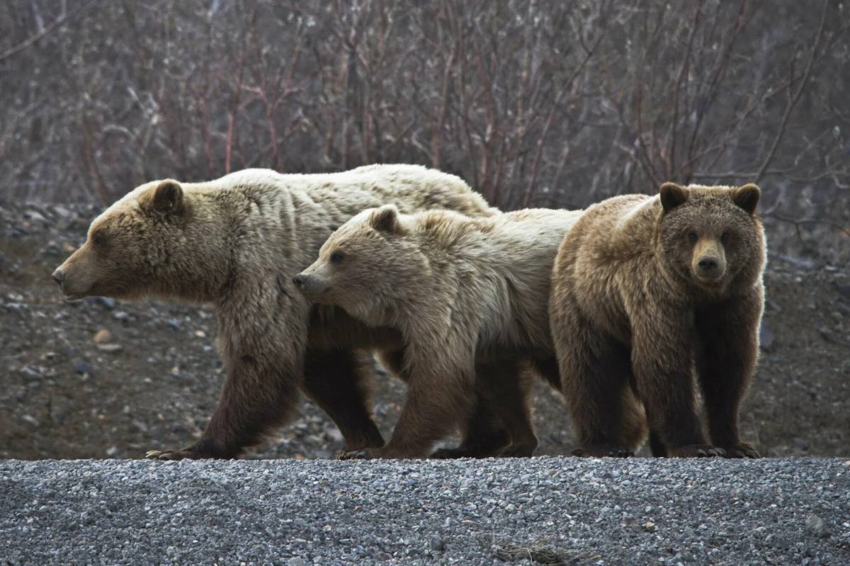 Группа бурого медведя