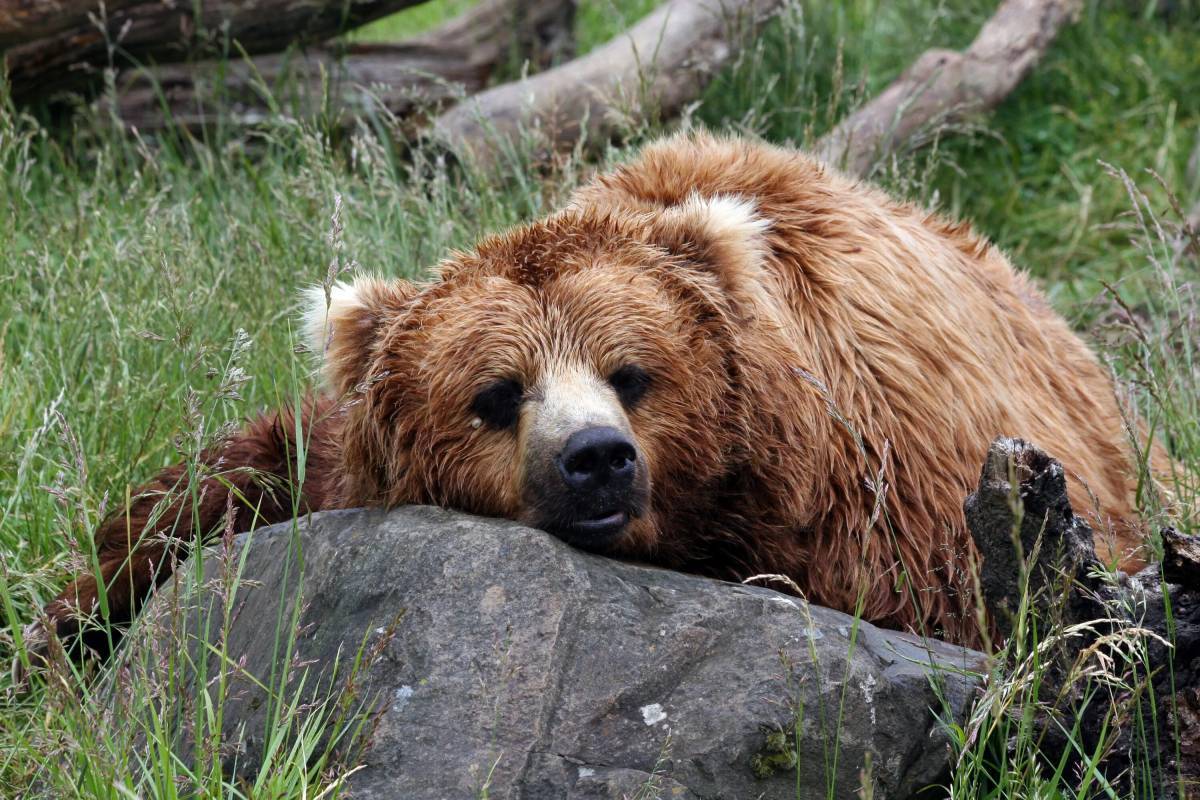 В африке живут медведи. Настоящий медведь. Седой бурый медведь. Бурые медведи в дикой природе. Медвежонок живой.