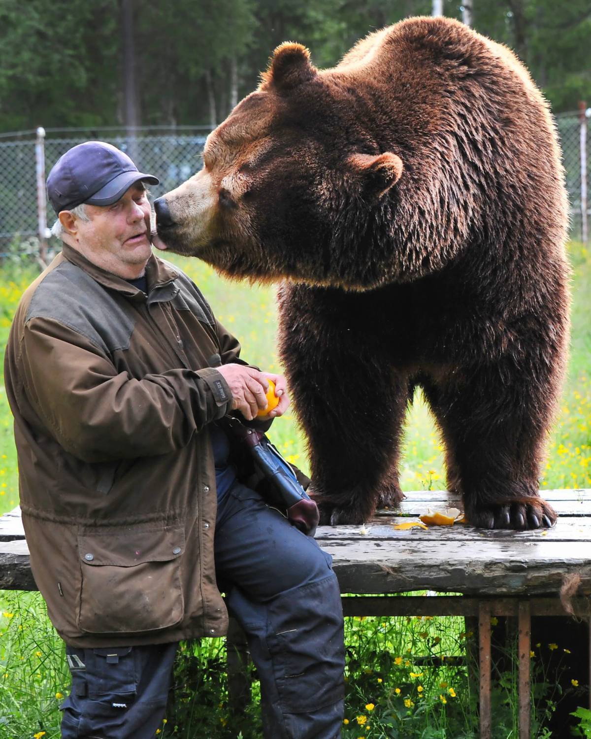 Развлечения медведей. Бурый медведь Кадьяк. Медведь Кадьяк и человек. Медведь Гризли и человек.