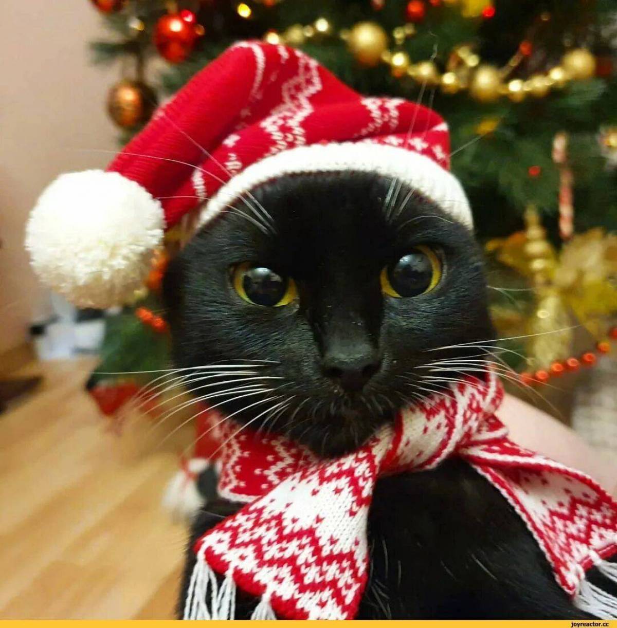 Кот в шапке новогодней