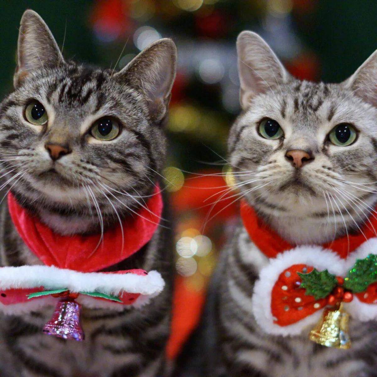 Кот в колпачке. Новогодние коты. Котэ новый 2023. Котэ новый 2023. Новогодний кот сердитый.