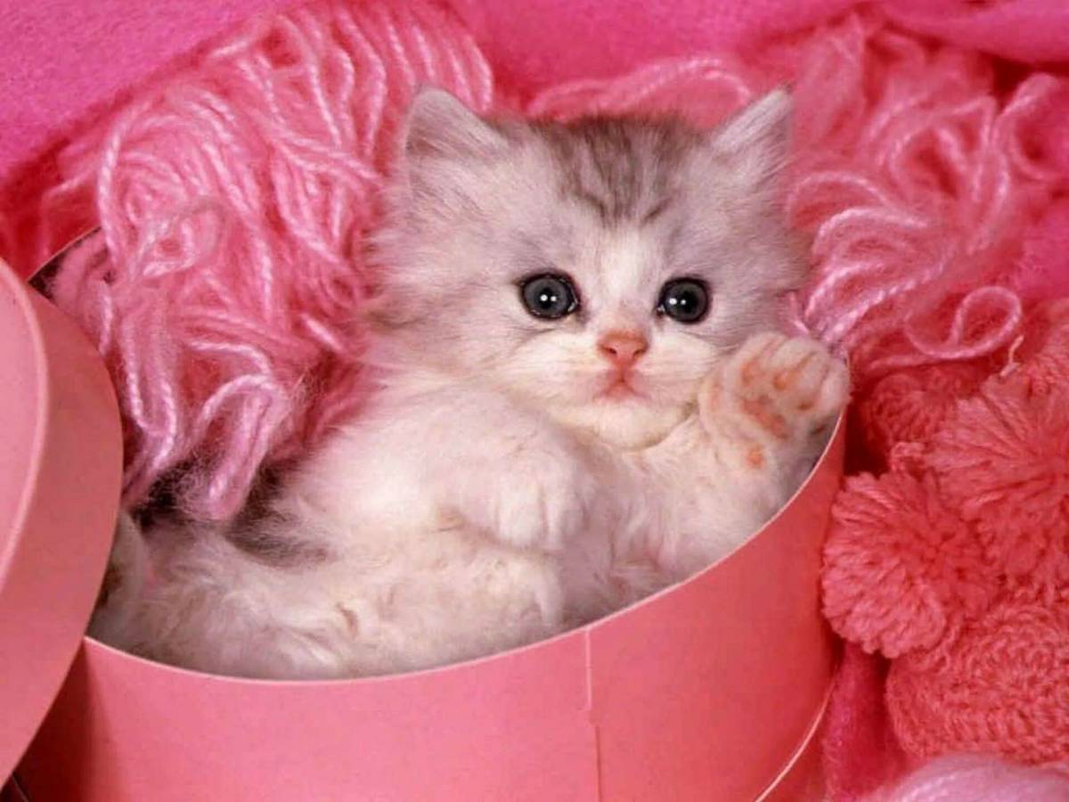 Розовый котенок. Пушистые котята. Котята милашки. Миленькие котята.