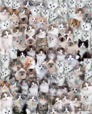 Раскраска миллион котов #15 #396270