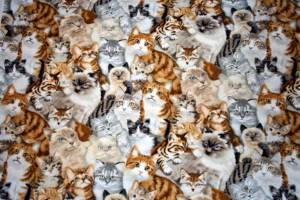 Раскраска миллион котов #35 #396290