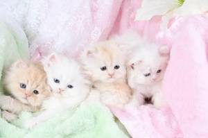Раскраска милые котята для девочек #3 #396594