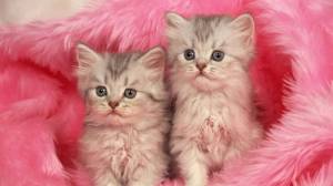 Раскраска милые котята для девочек #22 #396613