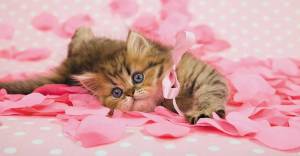 Раскраска милые котята для девочек #27 #396618