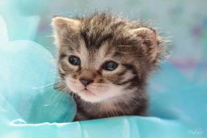 Раскраска милые кошечки #11 #396630