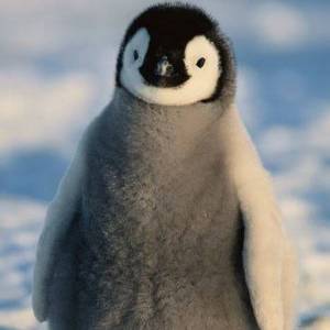 Раскраска милый пингвин #25 #397026