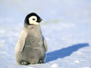 Раскраска милый пингвин #27 #397028