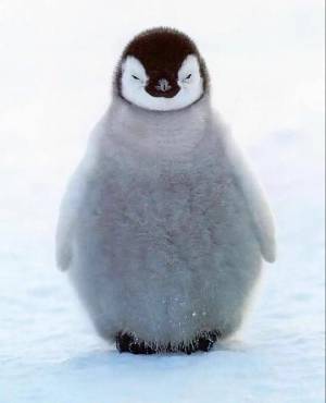 Раскраска милый пингвин #30 #397031