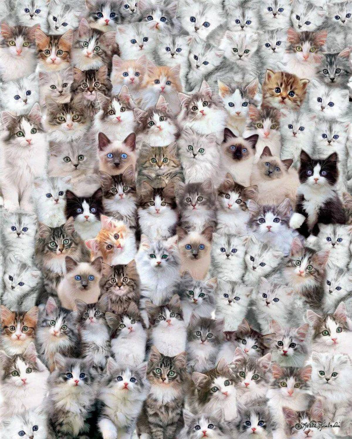 Миллион котов #15