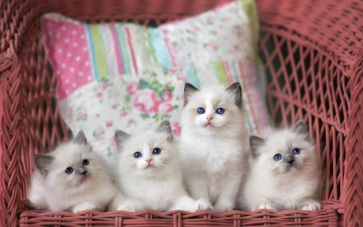 Кошечки 9. Рэгдолл кот. Красивые котята. Милые кошки. Милые котятки.