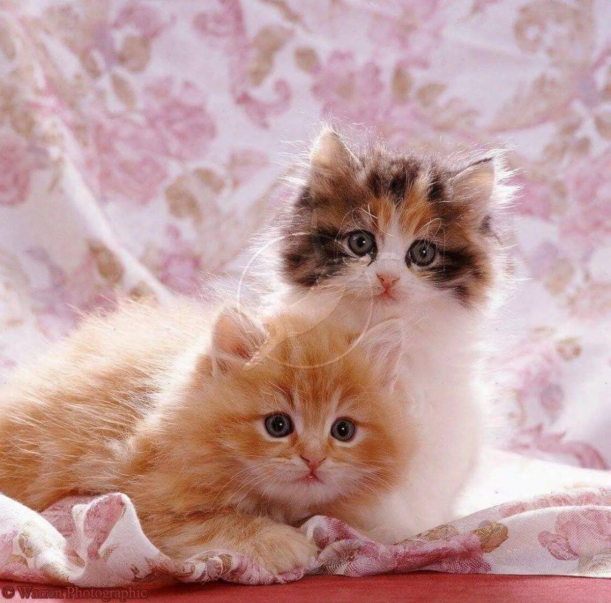 Пару милых кисок. Красивые котята. Милые кошечки. Милые котятки. Красивые котики.
