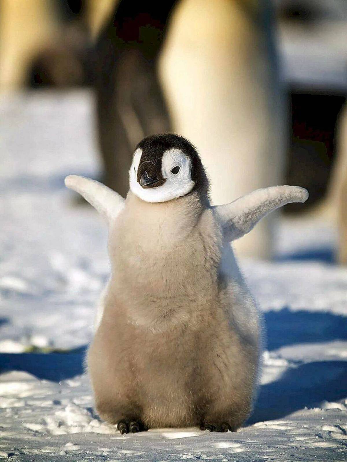 Милый пингвин #16