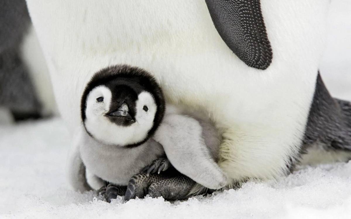 Милый пингвин #17