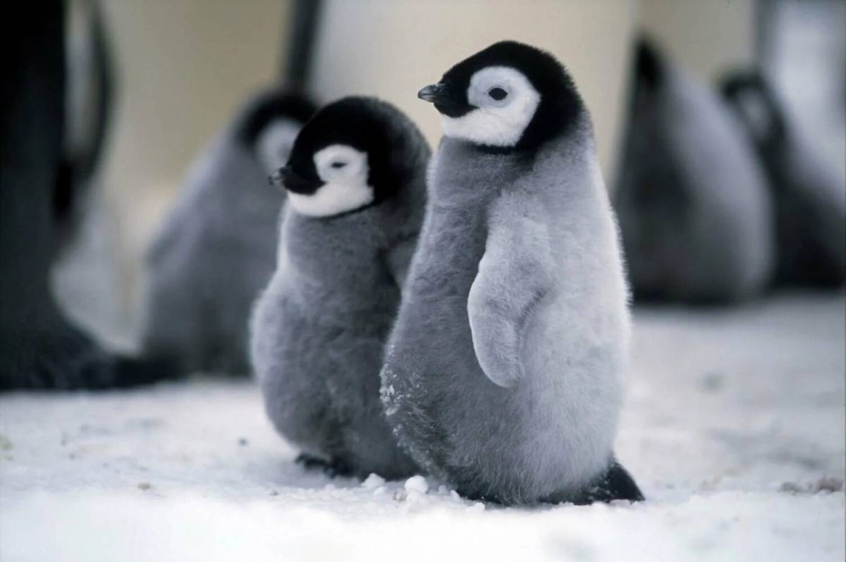 Милый пингвин #22