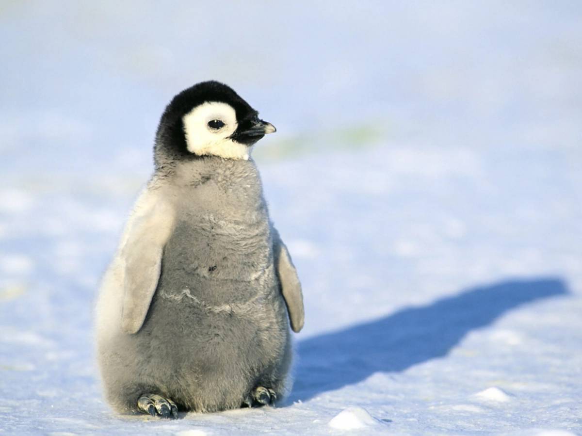 Милый пингвин #27