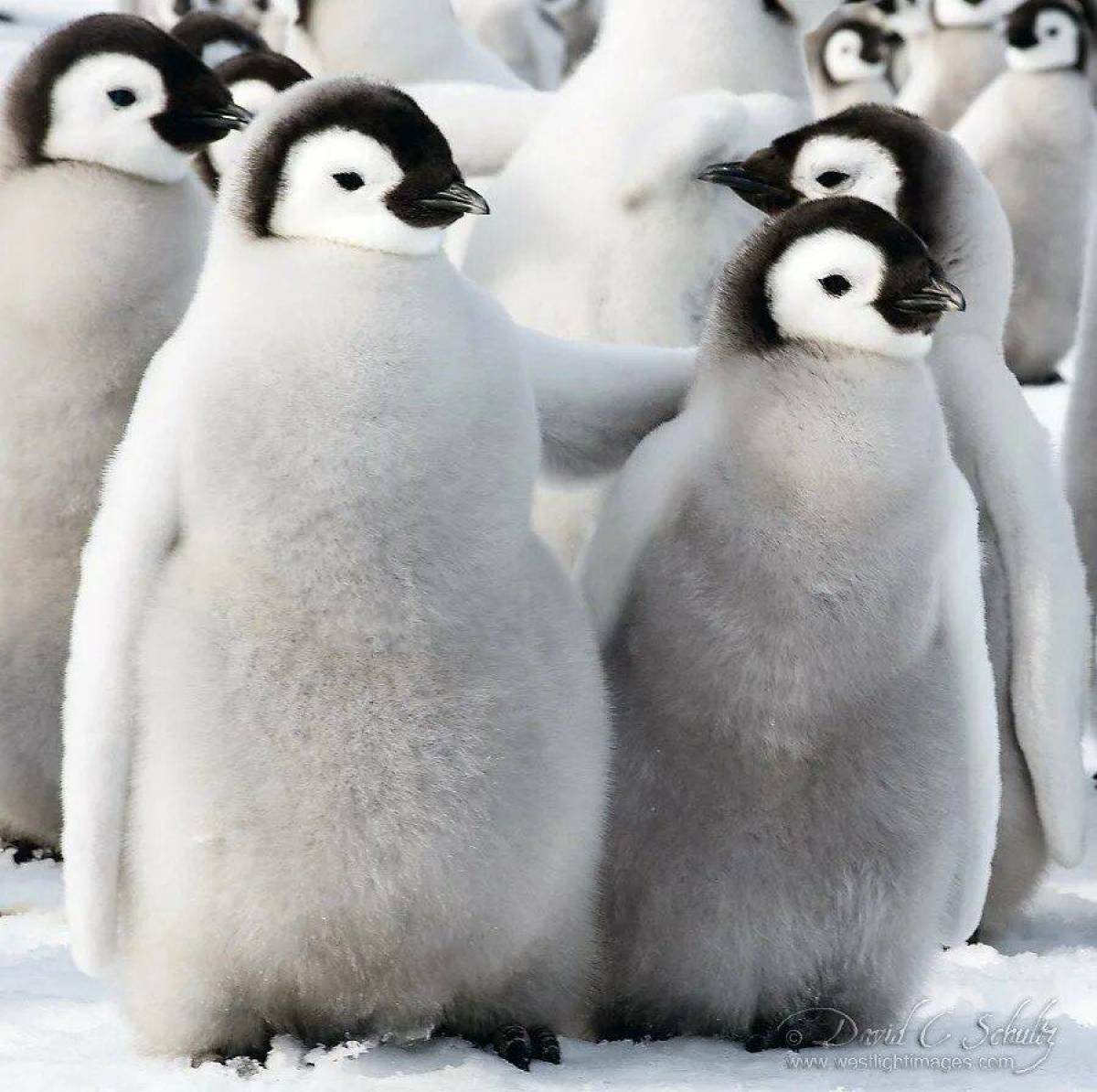 Милый пингвин #29