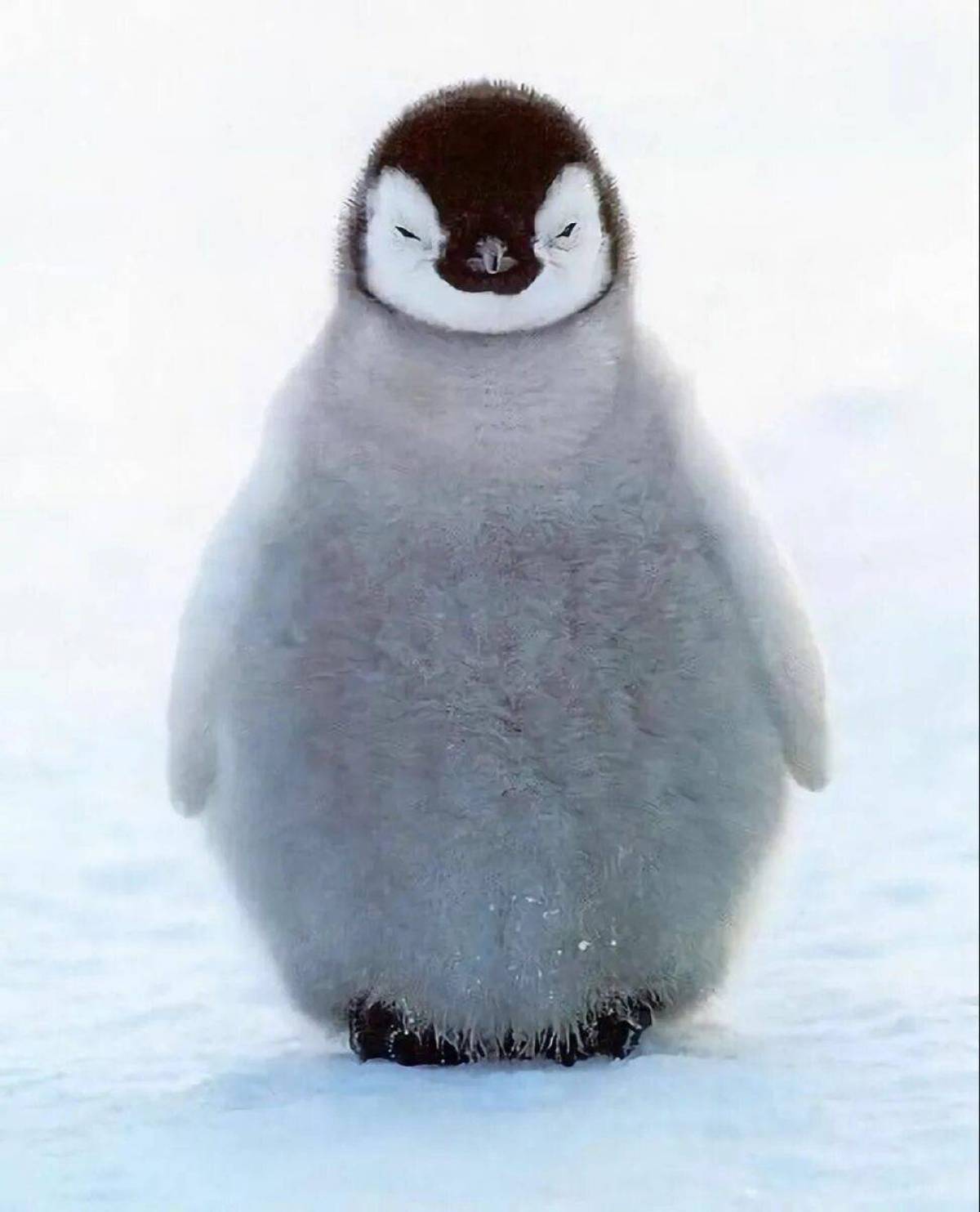 Милый пингвин #30