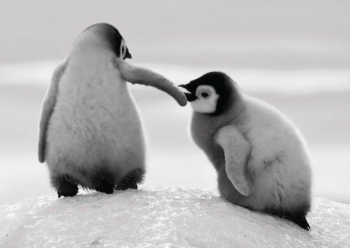 Милый пингвин #31